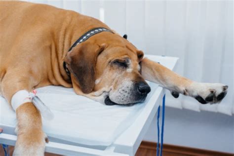 Intoxicação Em Cães O Que Fazer Vettop Vida Animal