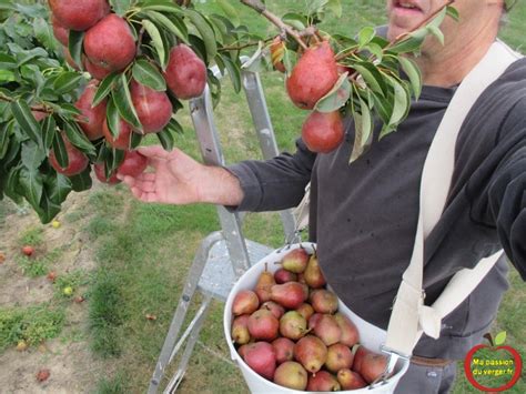 Faire Du Nectar De Poire Ma Passion Du Verger