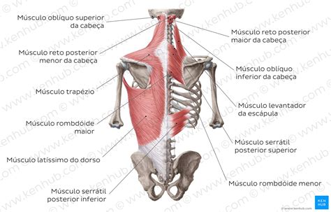 Pq Costas É No Plural - Região Das Costas Anatomia - RETOEDU
