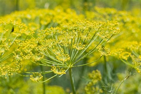 Flowers & Planets: Fennel Flowers