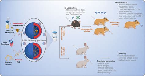 An Intranasal Covid Vaccine That Works Against Variants In Animals