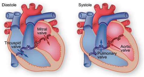 ATI TEAS Cardiovascular System Flashcards Quizlet