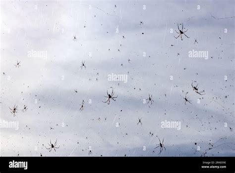 lot  red legged golden orb weaver spiders   spiderweb