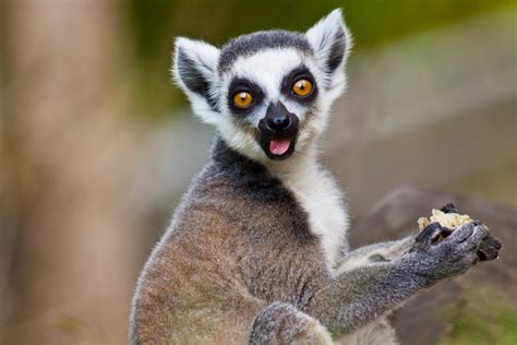 lemuren die halbaffen von madagaskar