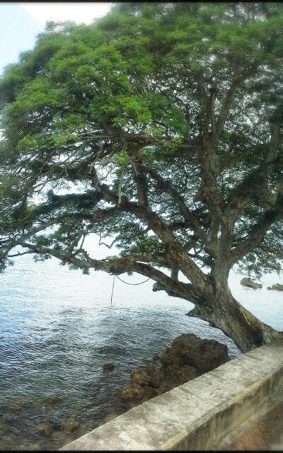 a large tree sitting on the side of a road next to the ocean in front ...