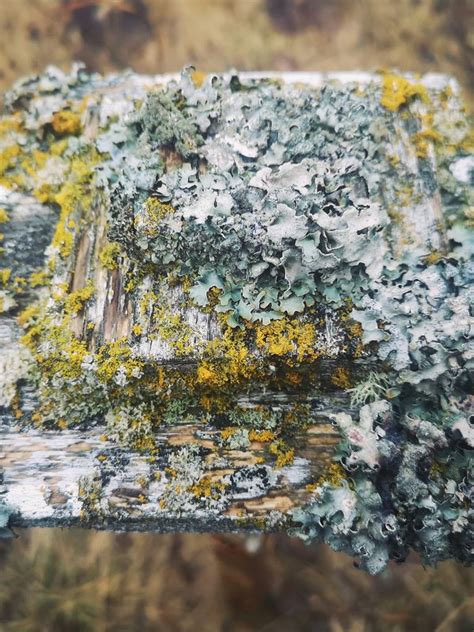 The Hidden World Of Lichens With Felicity Roberts Atlas Obscura