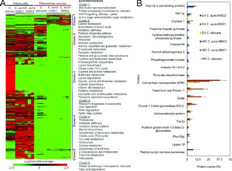 Comparative Proteomic Analysis Of Extracellular Vesicles Evs And