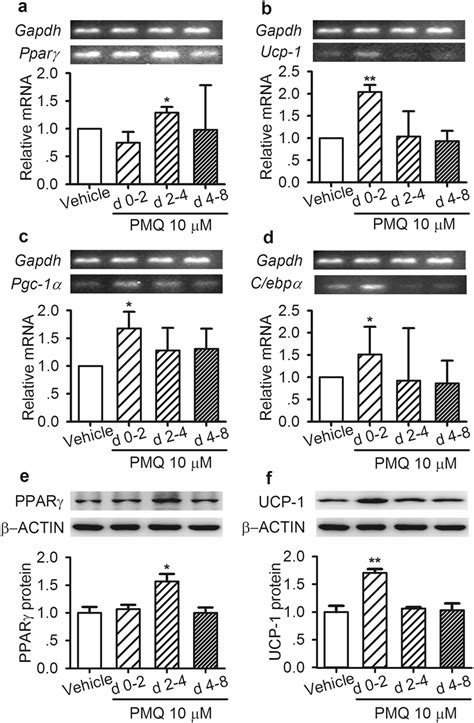 Pmq Affected The Expression Of Adipogenesis Related Transcription