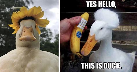 Get Your Ducklings In A Row: 19 Pics And Memes Of Quackers To Brighten Your Day - Animal Comedy ...