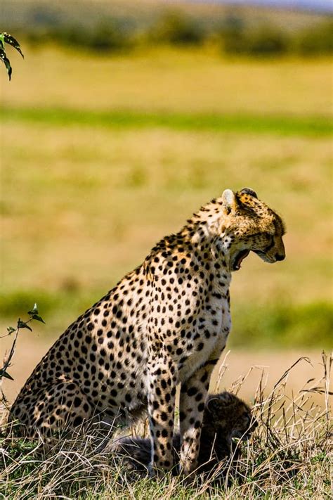 10+ Interesting Cheetah Facts That You Probably Didn't Know