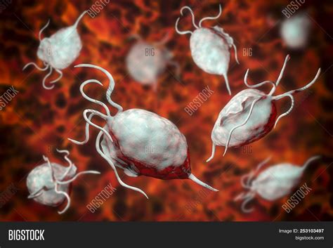 Trichomonas Vaginalis Image And Photo Free Trial Bigstock