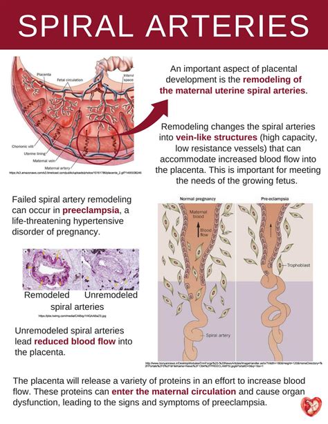 Spiral Arteries By The Placenta Lab Issuu