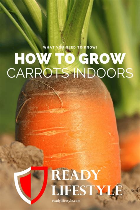 Growing Carrots Indoors What You Need To Know Growing Carrots