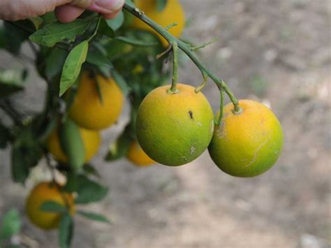 Battered U S Citrus Industry Struggles With Disease Extreme Weather Agri Pulse