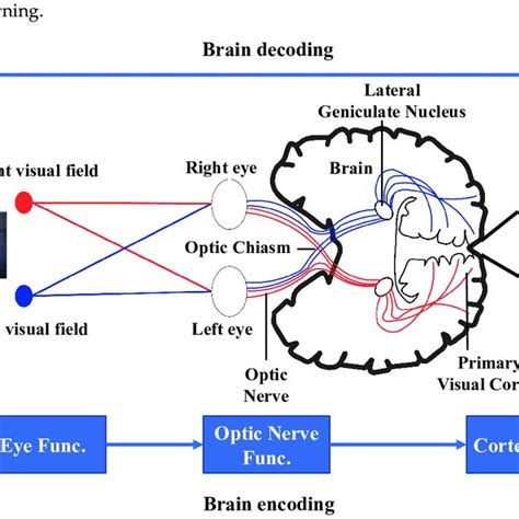 1 Sketch Of How To Record An Electroencephalogram An Eeg Allows