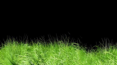 Animated Grass Motion Black Screen Background Youtube