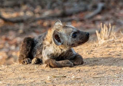 Spotted Hyena Pup stock photo. Image of juvenile, nature - 146248430