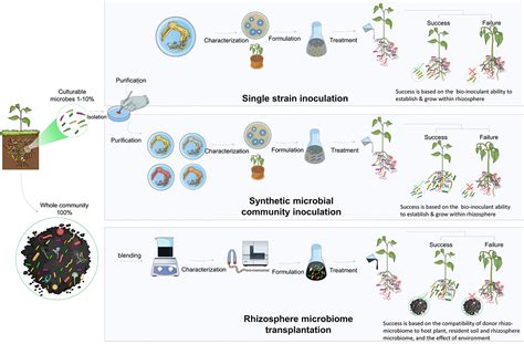 Frontiers Recruitment Of The Rhizo Microbiome Army Assembly