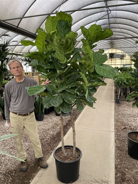 17 Ficus Lyrata 2 Stem Std Tri State Foliage In House Availability