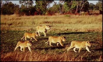 Lion Pride Picture - Feeding on a Downed Elephant