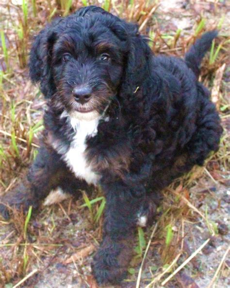 Look How Cute This Black And White Labradoodle Puppy Is My Husband And