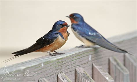 pair of barn swallows - Birds Photo (36100381) - Fanpop