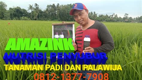 AMAZINK NUTRISI TANAMAN PADI DAN PALAWIJA PILIHAN PETANI CERDAS YouTube