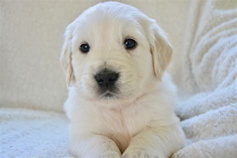 Golden Retriever Caracter Sticas Car Cter Cuidados Cruces De Perros