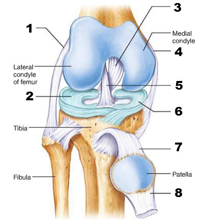 Ch 8 Joints Knee Flashcards Quizlet