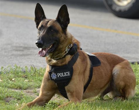 Bayfield Sheriff’s office raising funds to add K9 unit | Subscriber | apg-wi.com