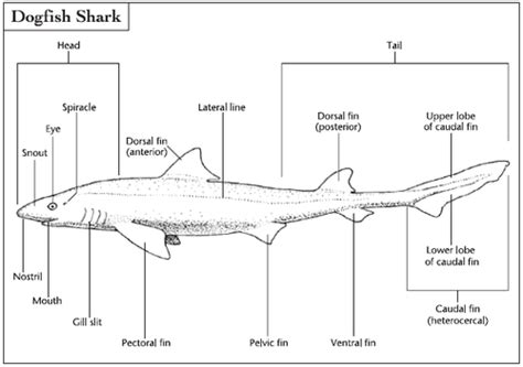 Shark lagoon Flashcards | Quizlet