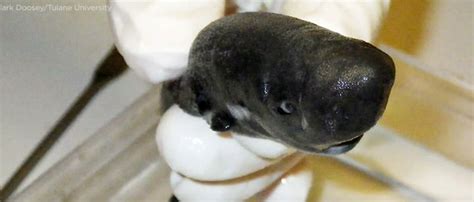 Newly Discovered American Pocket Shark Glows In The Dark | The Daily Caller