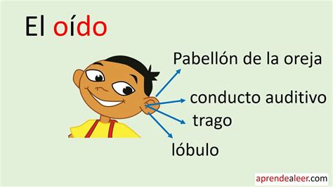 El O Do Y Sus Partes Una Gu A Para Ni Os De Primaria Perder