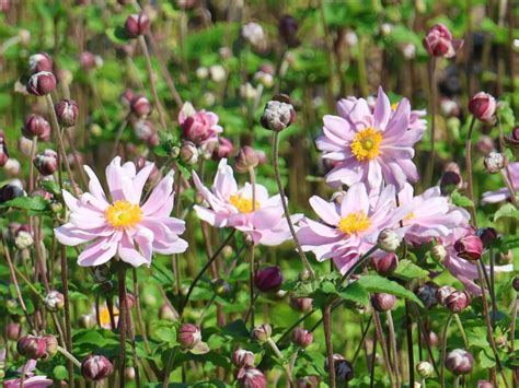 Japan Herbst Anemone Mont Rose Beste Sorten And Stauden Wissen