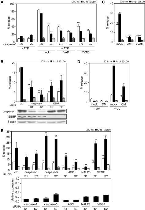 Figure 1 From Active Caspase 1 Is A Regulator Of Unconventional Protein