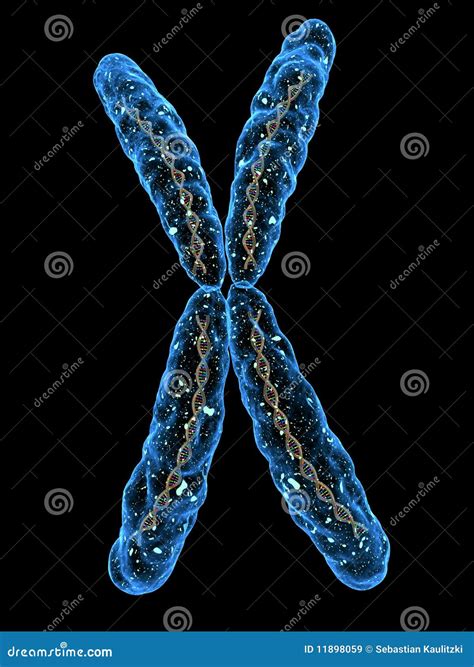 X Chromosome Royalty Free Stock Images Image 11898059