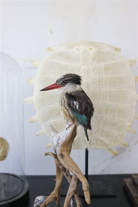 Bird Taxidermy Shop Taxidermy Kingfisher Opgezette Ijsvogel