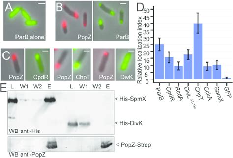 Interactions Between Popz And Binding Partners A Localization Of