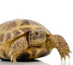 Horsefield Tortoise