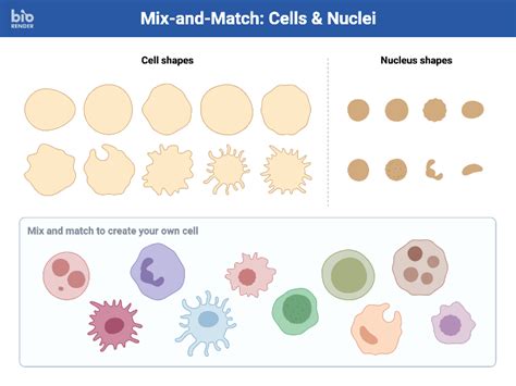 Mix-and-Match: Cells & Nuclei | BioRender Science Templates