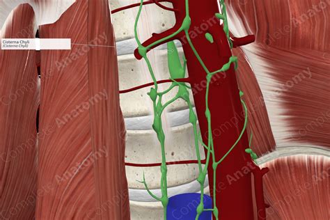 Cisterna Chyli | Complete Anatomy