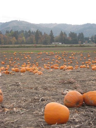 Explore The Pumpkin Patch At Sauvie Island