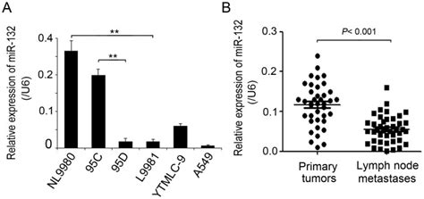 A The Relative Mrna Levels Of Mir 132 Were Detected By Qrt Pcr And