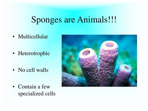 Ppt Sponges And Cnidarians Powerpoint Presentation Free Download