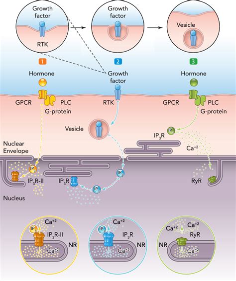 Figure 2 From Decoding Calcium Signaling Across The Nucleus Semantic