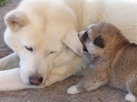 Japanese Akita Puppies | Top Dog Directory