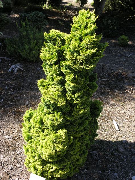 Chamaecyparis obtusa 'Aurora' – Singing Tree Gardens Nursery