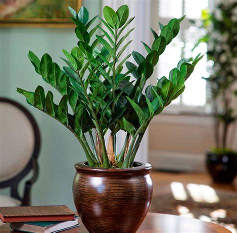 O Que A Zamioculca Atrai O Que Fazer Para A Planta Ficar Bonita