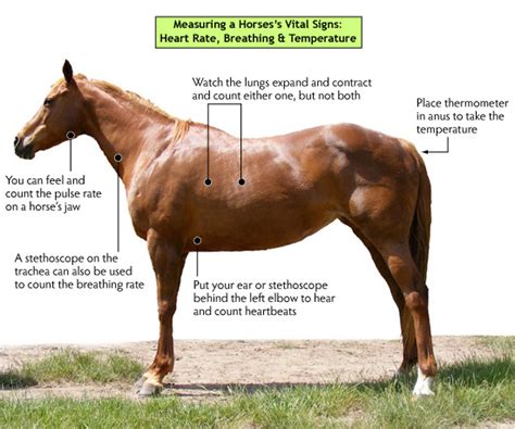 Vital Signs For Your Horsewhat Is Normal And When To Call The Vet