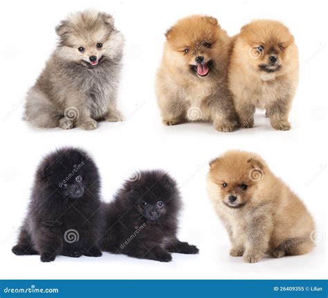 Spitz puppies stock image. Image of black, large, front - 26409355